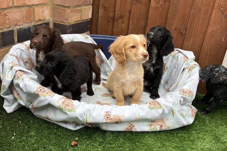 Cocker Spaniel (Working)