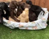 Cocker Spaniel (Working)
