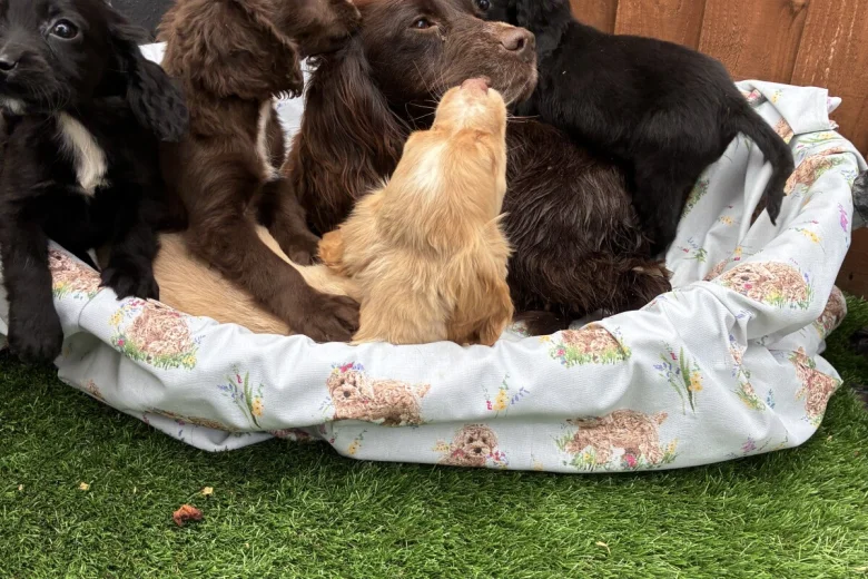 Cocker Spaniel (Working)
