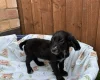 Cocker Spaniel (Working)