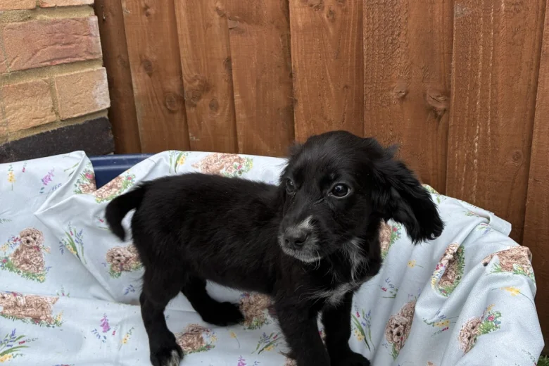 Cocker Spaniel (Working)