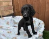 Cocker Spaniel (Working)