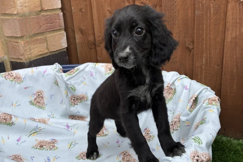 Cocker Spaniel (Working)