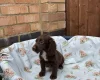 Cocker Spaniel (Working)