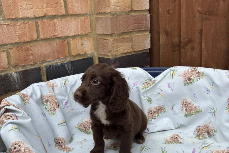 Cocker Spaniel (Working)