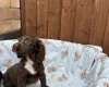 Cocker Spaniel (Working)