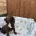 Cocker Spaniel (Working)