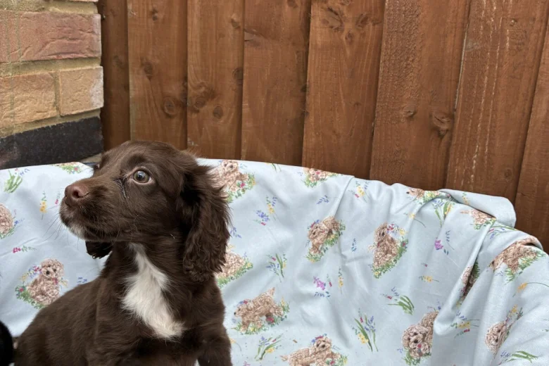 Cocker Spaniel (Working)