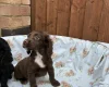 Cocker Spaniel (Working)