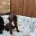 Cocker Spaniel (Working)