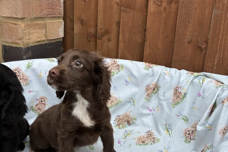 Cocker Spaniel (Working)