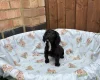 Cocker Spaniel (Working)