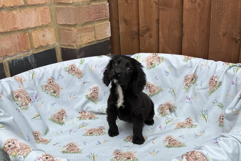 Cocker Spaniel (Working)