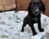 Cocker Spaniel (Working)