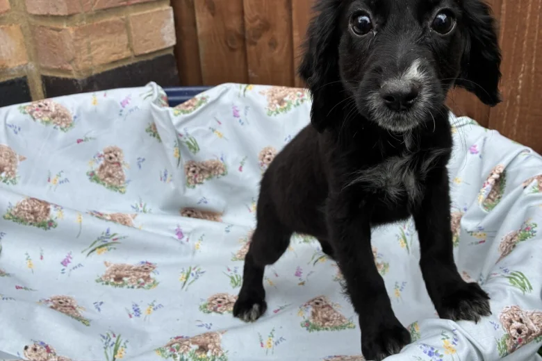 Cocker Spaniel (Working)