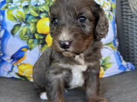Cockapoo