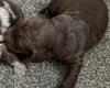 Sproodle