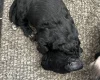Sproodle