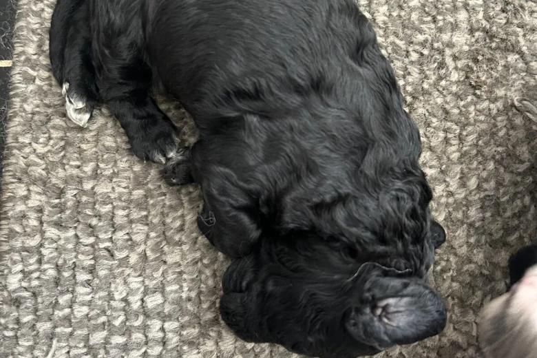 Sproodle