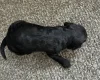Sproodle