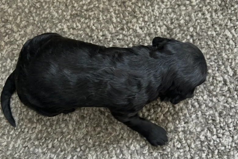 Sproodle