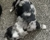 Sproodle