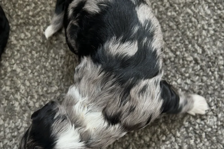 Sproodle
