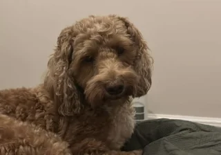 Stud
