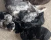 Sproodle