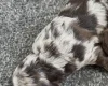 Sproodle