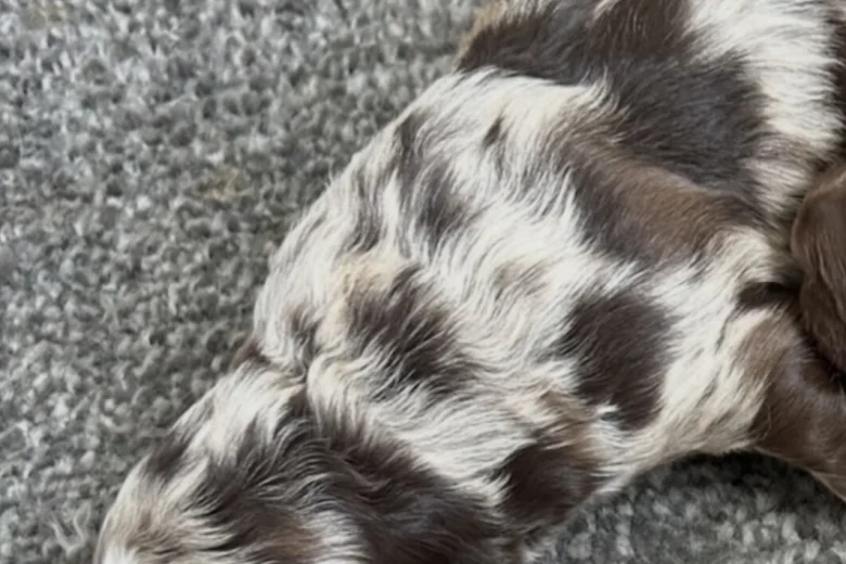 Sproodle