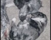 Sproodle