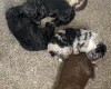Sproodle