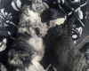 Sproodle