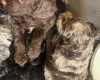 Sproodle