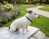 Jack Russell