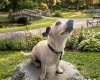 Jack Russell