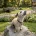 Jack Russell