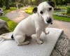 Jack Russell