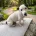 Jack Russell