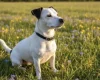 Jack Russell