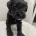 Miniature Schnauzer
