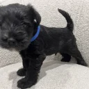 Miniature Schnauzer
