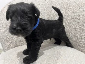 Miniature Schnauzer