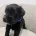 Miniature Schnauzer