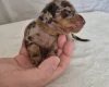 Dachshund (Miniature Smooth Haired)