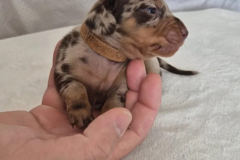 Dachshund (Miniature Smooth Haired)