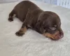 Dachshund (Miniature Smooth Haired)