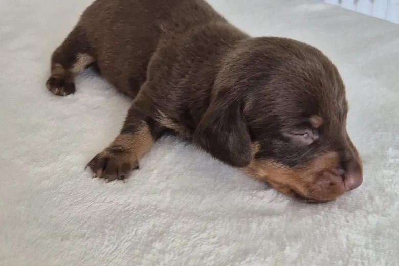 Dachshund (Miniature Smooth Haired)