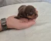 Dachshund (Miniature Smooth Haired)
